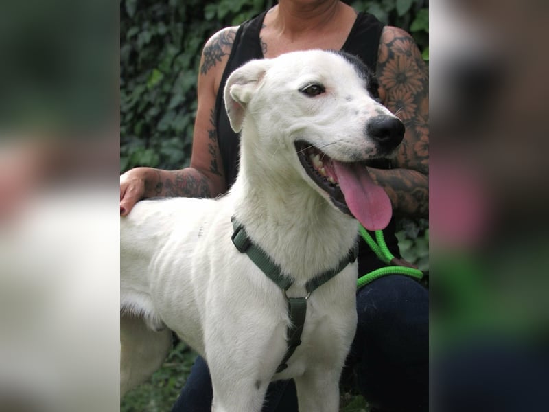 Timur, geboren 01.11.2023, 55cm sucht seine Menschen