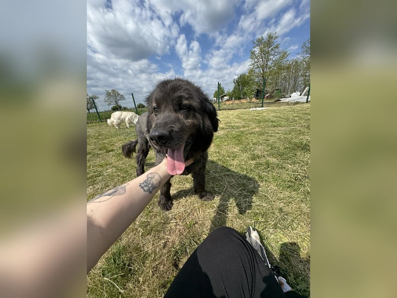 Bruce, geboren 01.01.2019, 59cm sucht seine Menschen