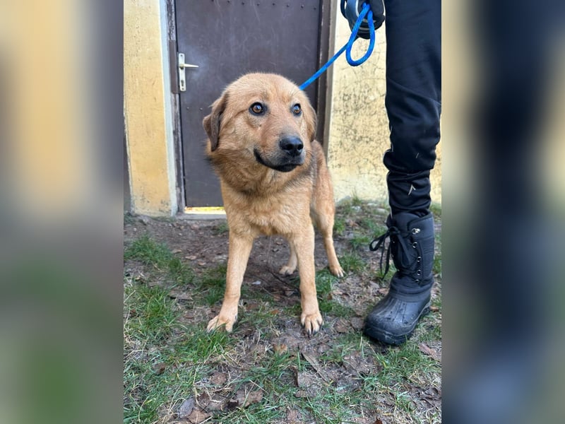 Debi, geboren 01.06.2024, 56cm sucht ihr Zuhause