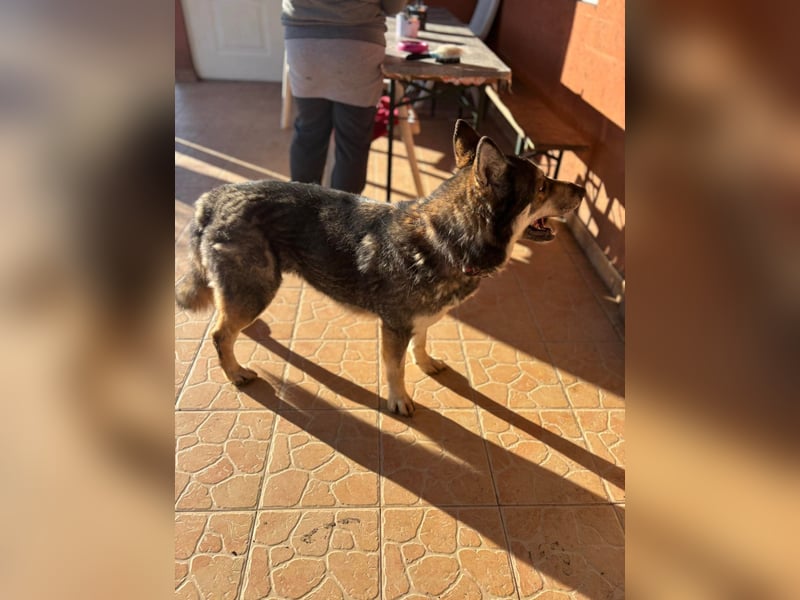 Catrina, geb. 01.2022, 60cm, sucht ihre Begleitung für lange Spaziergänge