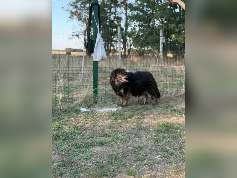 Teddy, 01.2021 geboren, 56cm sucht sein für immer Zuhause
