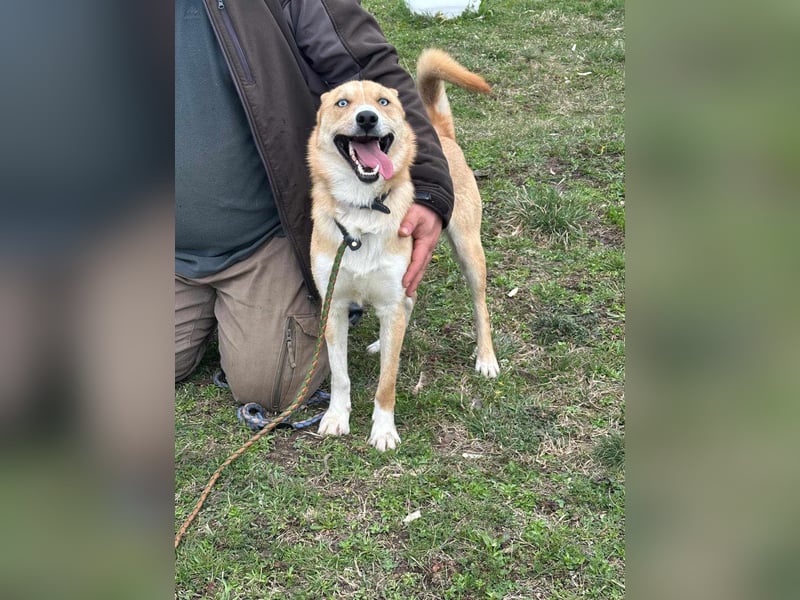 Nico, geboren 01.05.2023, 54cm sucht aktive Menschen