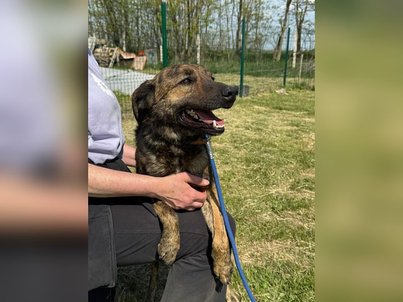 Samy, geb. 08.2022, 56cm, sucht liebevolle Menschen