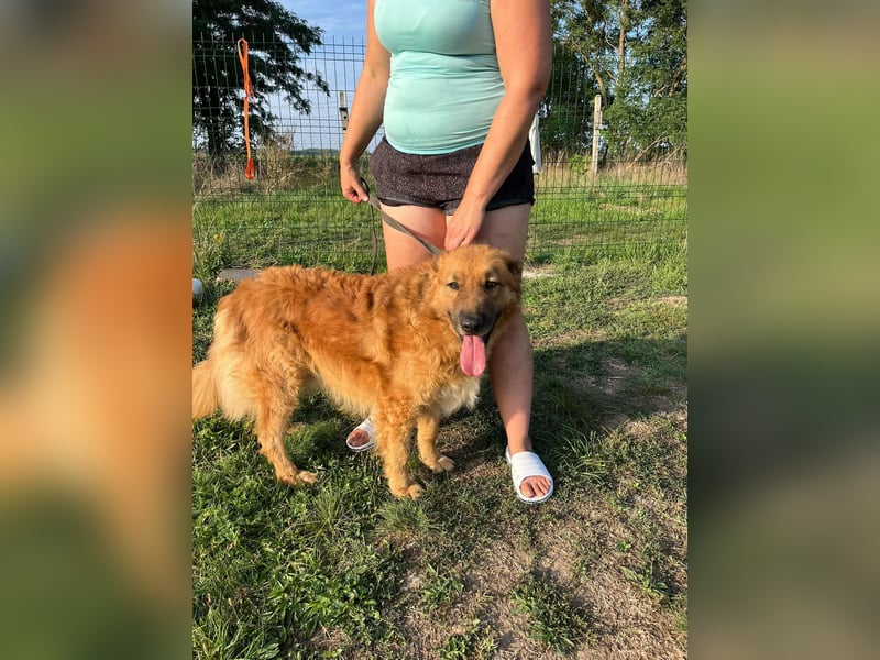 Zsömle, geboren 25.03.2021, 56cm sucht seine Menschen