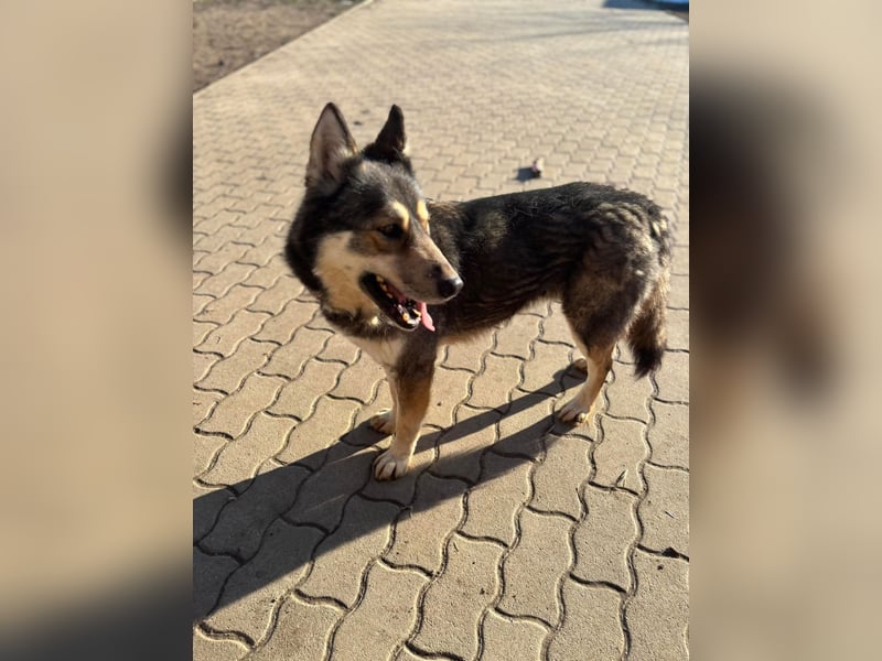 Catrina, geb. 01.2022, 60cm, sucht ihre Begleitung für lange Spaziergänge
