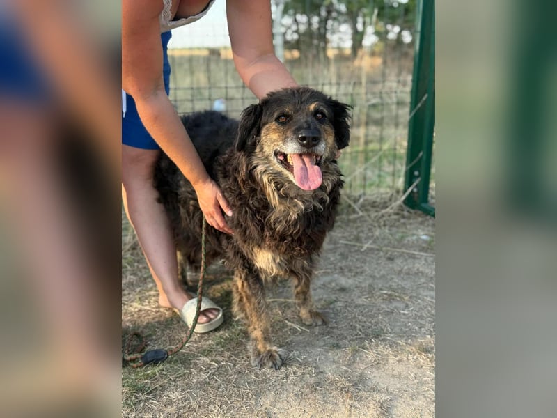 Teddy, 01.2021 geboren, 56cm sucht sein für immer Zuhause