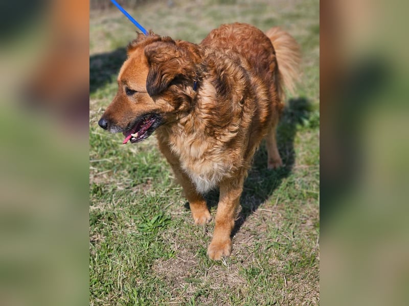 Zsömle, geb. 03.2021, 56cm sucht seine Herzensmenschen