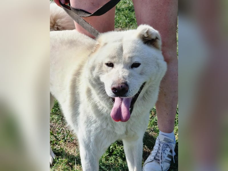 Zuzu, geboren 01.01.2018, 59cm sucht ihre Menschen