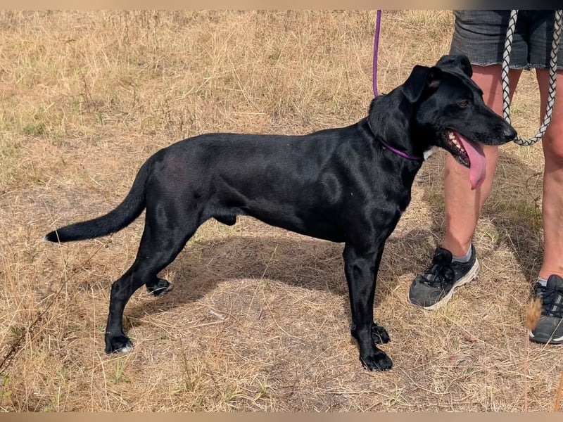 Herceg, geboren 01.06.2021, 60cm sucht sein Plätzchen