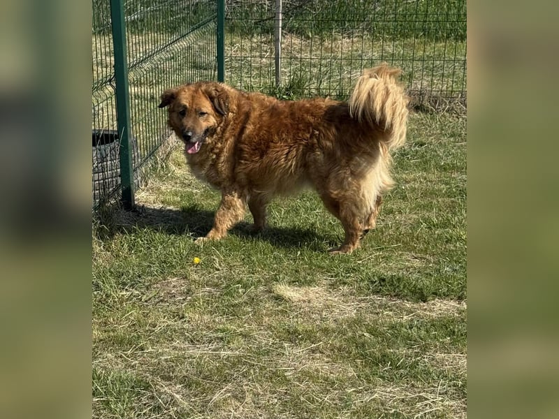 Zsömle, geb. 03.2021, 56cm sucht seine Herzensmenschen