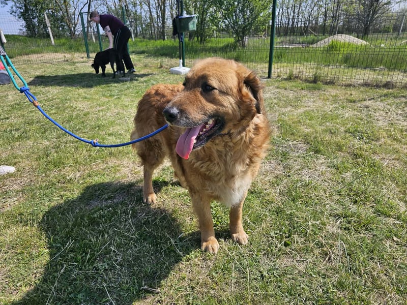 Zsömle, geb. 03.2021, 56cm sucht seine Herzensmenschen