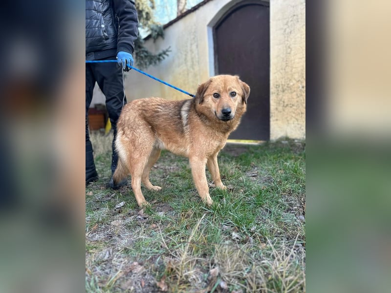 Debi, geboren 01.06.2024, 56cm sucht ihr Zuhause