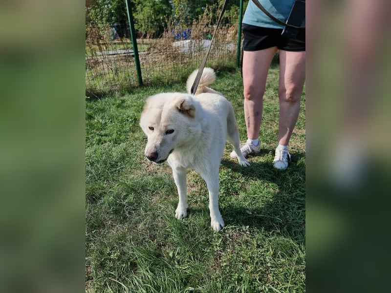 Zuzu, geboren 01.01.2018, 59cm sucht ihre Menschen