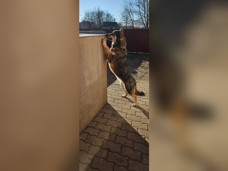 Catrina, geb. 01.2022, 60cm, sucht ihre Begleitung für lange Spaziergänge