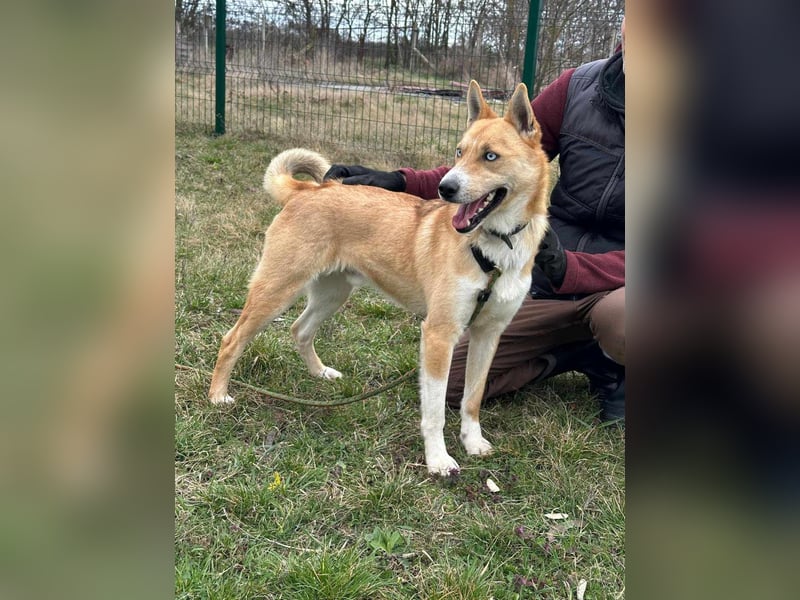 Nico, geboren 01.05.2023, 54cm sucht aktive Menschen