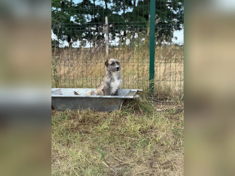 Freddy, geboren 01.09.2024, 54cm sucht sein seine Menschen