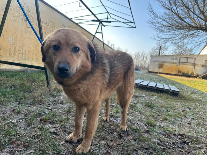 Debi, geboren 01.06.2024, 56cm sucht ihr Zuhause