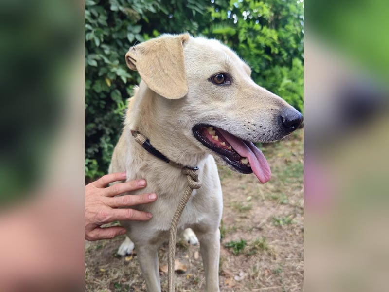 Max, geboren 08.06.2024, 55 cm, wünscht sich so sehr ein Zuhause