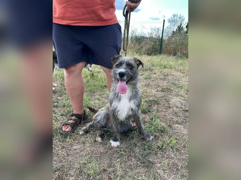 Freddy, geboren 01.09.2024, 54cm sucht sein seine Menschen