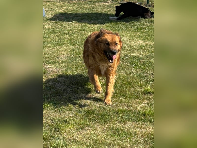 Zsömle, geb. 03.2021, 56cm sucht seine Herzensmenschen