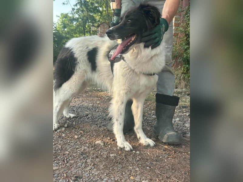 Monn, geboren 2021, 60cm sucht ihr Körbchen