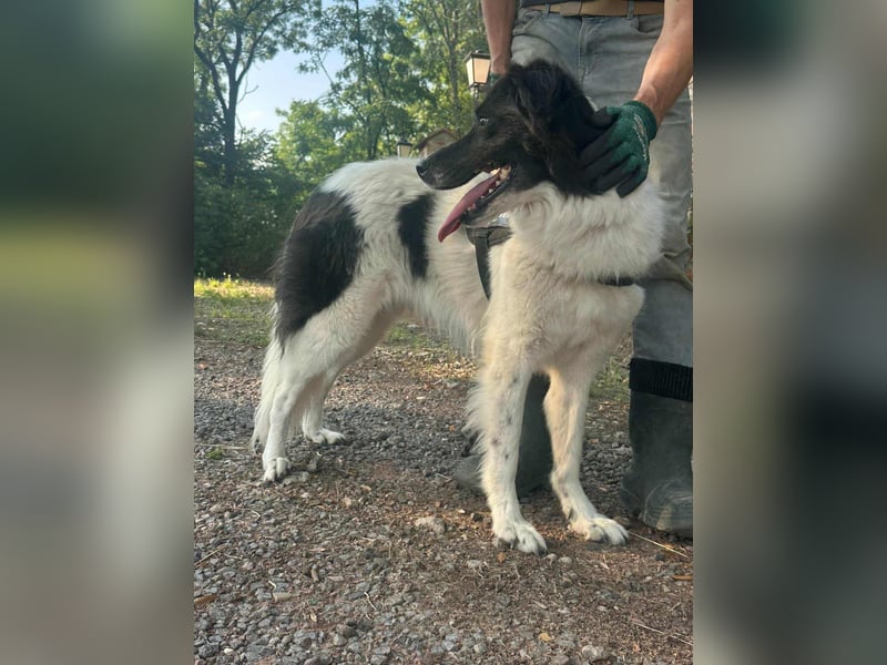 Monn, geboren 2021, 60cm sucht ihr Körbchen