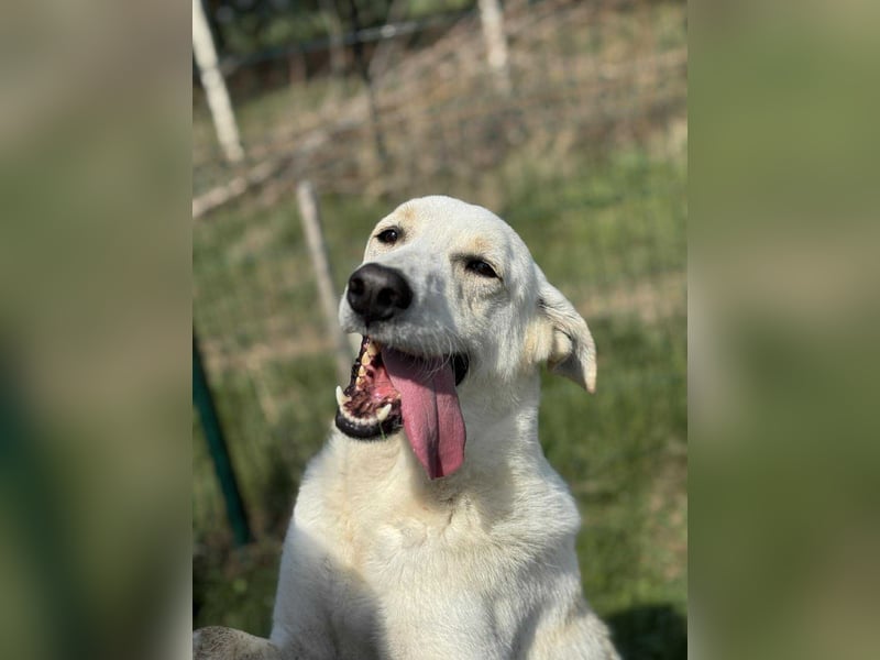 Simon sucht Dich geb.03./21