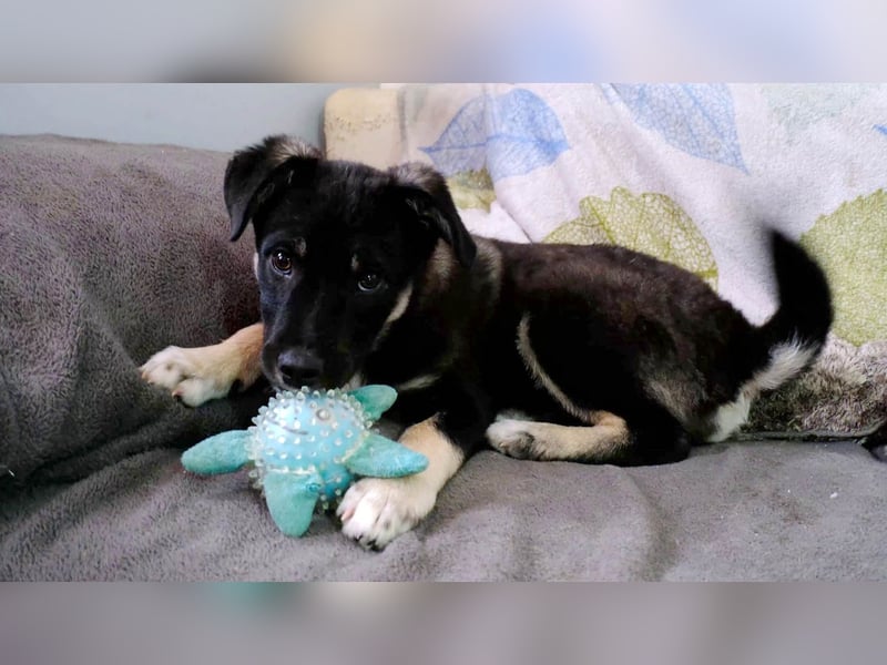 Sio, Bruder von Sally und Sully sucht auch seine Familie