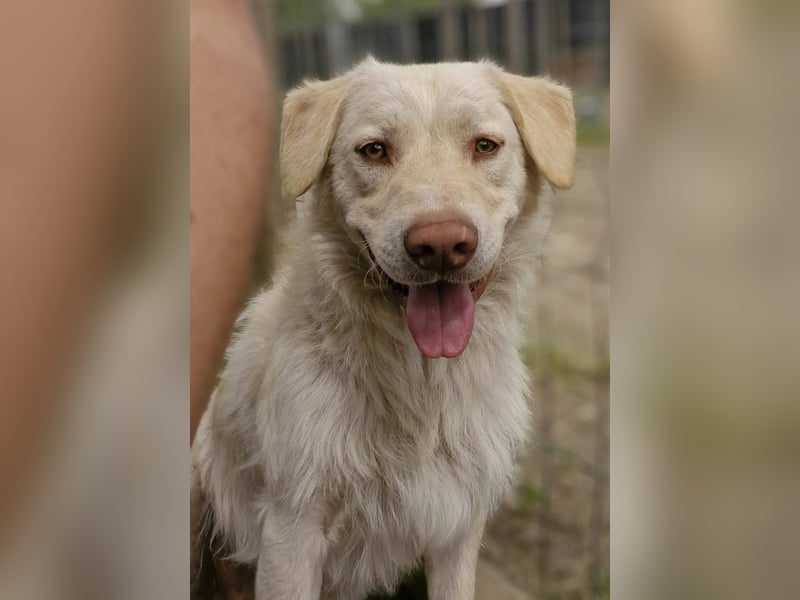 BIM - Traumhund sucht Traumzuhause