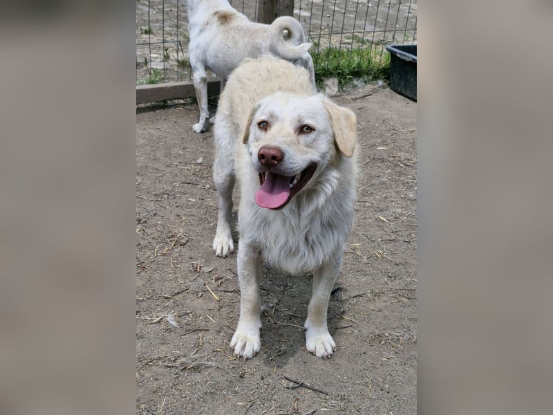 BIM - Traumhund sucht Traumzuhause