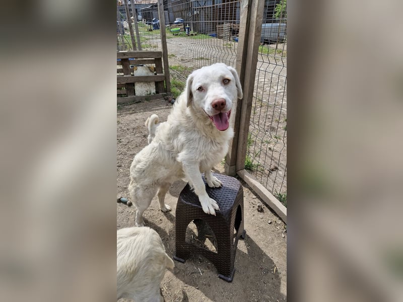 BOM - wann verliebt sich endlich jemand in den tollen Bub?