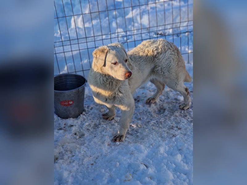 BOM - wann verliebt sich endlich jemand in den tollen Bub?