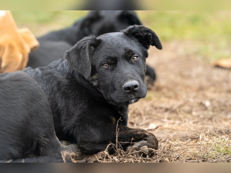 Casper wer schenkt mir ein Zuhause