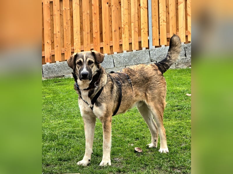 NOROC - Freundlicher Rüde in 84416 Taufkirchen sucht Menschen mit Herz