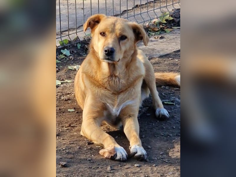 GROGU, ca 60cm bereit die Welt zu erkunden