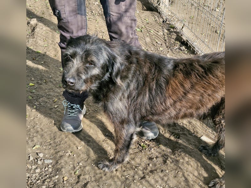 MARVIN - wer schenkt dem freundlichen Rüden ein warmes Körbchen?