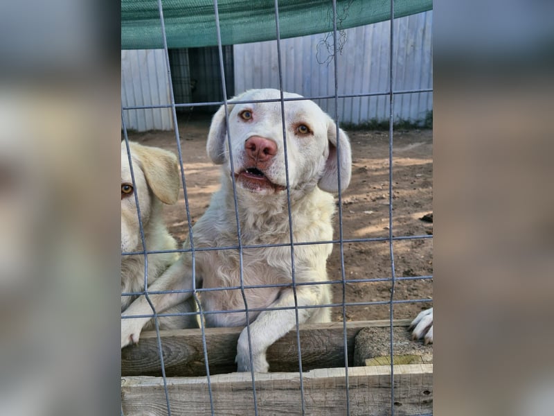 BOM - wann verliebt sich endlich jemand in den tollen Bub?