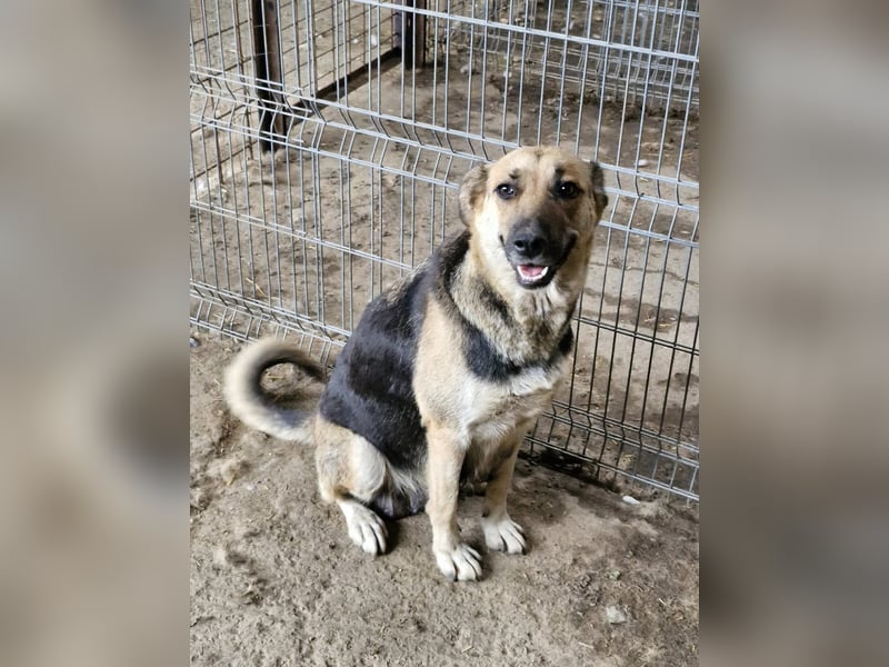 NINA - Herzenshündin sucht liebevolles Zuhause