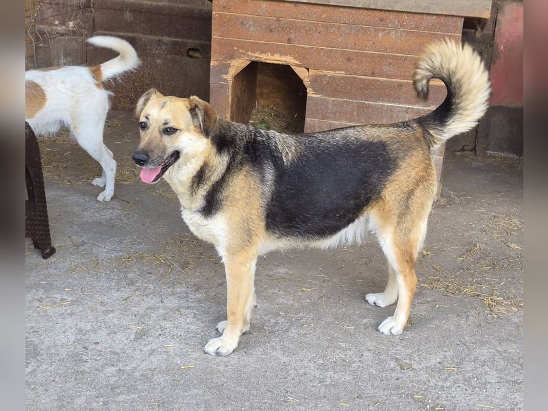 NINA - Herzenshündin sucht dringend liebevolles Zuhause oder Pflegestelle