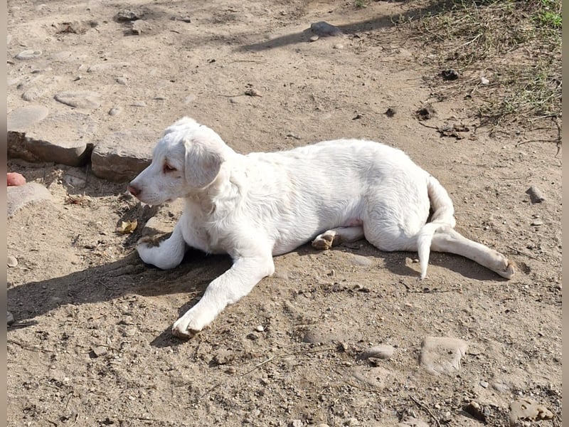BAM - verspielter Bub sucht Familie für Abenteuer