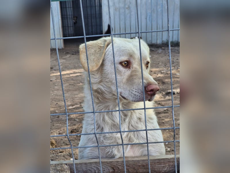 BAM - verspielter Bub sucht Familie für Abenteuer