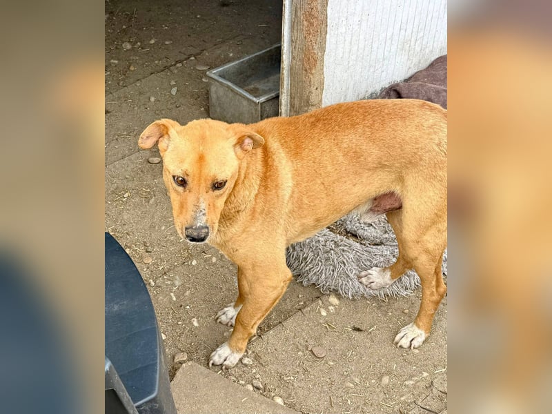 LORD NELSON - Liebenswerter Kämpfer sucht seine Familie um endlich ins Leben zu starten