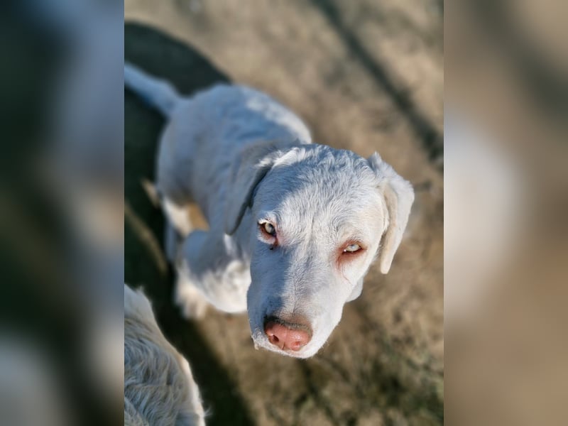 BOM - wann verliebt sich endlich jemand in den tollen Bub?