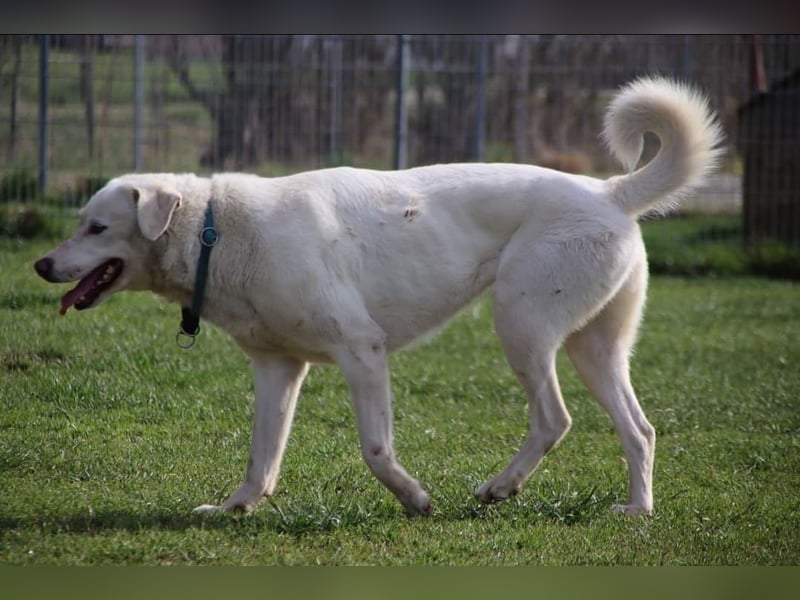 WHITY - hünbsche Hündin sucht erfahrene Menschen