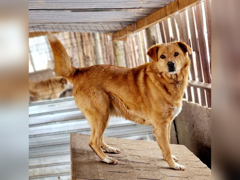 GROGU - freundlicher Rüde ist bereit die Welt zu erkunden