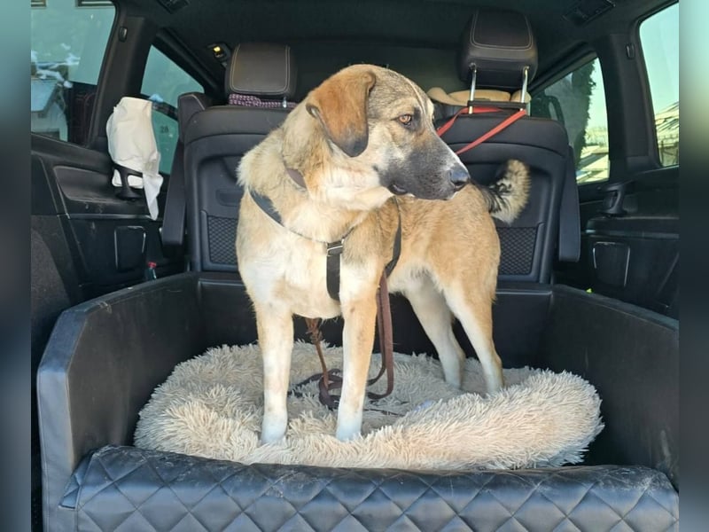 NOROC - Freundlicher Rüde in 84416 Taufkirchen sucht Menschen mit Herz