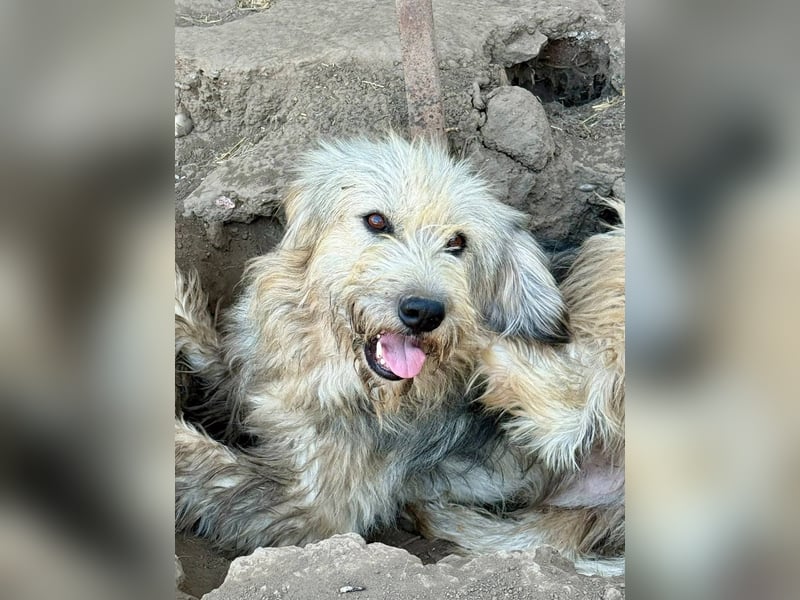 IZARO - Herzenshund wartet sehnlich auf seine Familie