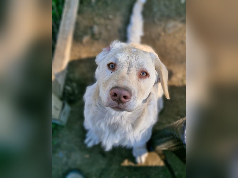 BIM - Traumhund sucht Traumzuhause