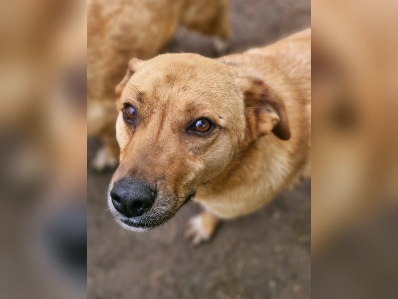 NANACHI - Liebenswertes Powerpaket sucht aktive Menschen