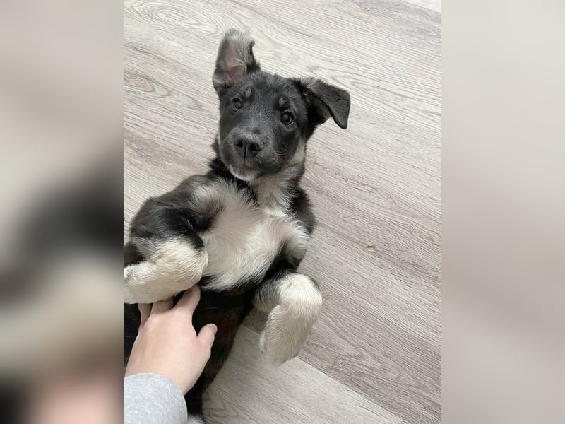 Sio, Bruder von Sally und Sully sucht auch seine Familie